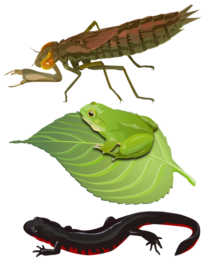 教材用イラスト_昆虫_爬虫類_両生類（2008）